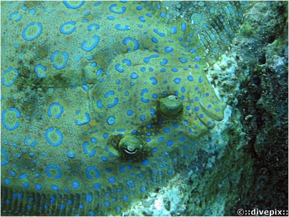 Related Pictures animal behavior